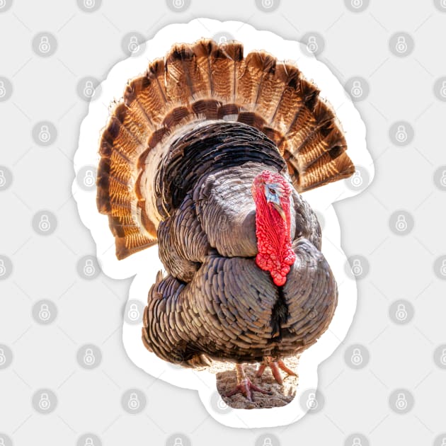 Tall Turkey tails Sticker by dalyndigaital2@gmail.com